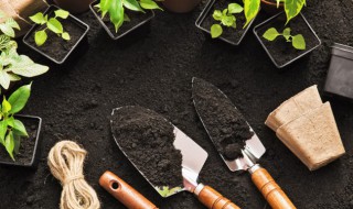 盆栽平安竹的养护方法（平安竹土栽注意什么）