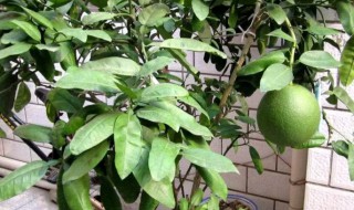 盆栽柚子树几年结果(柚子树可以结几年果)