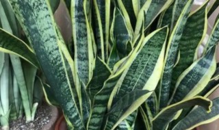 虎皮兰应该放在家庭的什么位置 虎皮兰适合放在家里什么位置 风水师