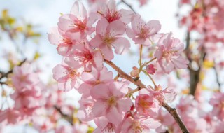 樱花树苗长几年开花（栽的樱花树苗几年开花）