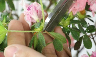 家中养杜鹃花吉祥吗 家里适不适合养杜鹃花