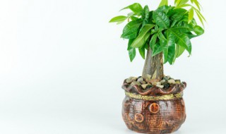 常见室内植物养殖方法(室内绿植怎么养殖方法)