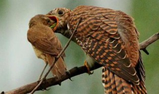 杜鹃花和杜鹃鸟的故事（杜鹃花与杜鹃鸟的故事）