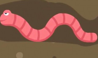 为什么下雨天蚯蚓都要往外 下雨的时候蚯蚓为什么出来