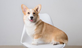 柯基冬天能放室外养吗（夏天柯基可以养在室内吗）