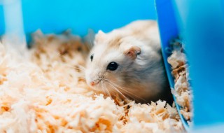 仓鼠夏天可不可以放在室外养（仓鼠可以养在室内吗）