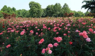 杭州市有几个花市 杭州市什么花为市花