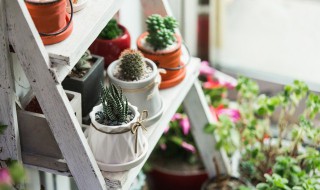 盆栽的柠檬果何时才能从树上摘下（柠檬树的果实需要摘么）