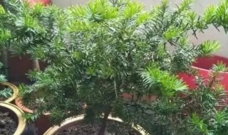 盆栽红豆杉室内如何栽培（怎样栽培红豆杉）