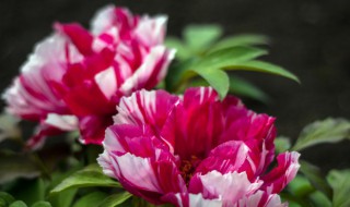 盆栽牡丹何时出室(盆栽牡丹几月出屋)