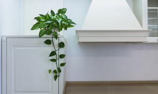 室内盆栽叶子枯了怎么办（室内盆栽掉叶子怎么办）