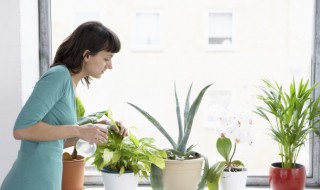 卧室潮湿放什么盆栽比较好 卧室潮湿放什么植物好