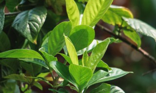 栀子花几月份长花蕾 栀子几月份会长花蕾