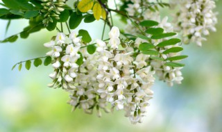 槐树几月开花（北方槐树几月开花）