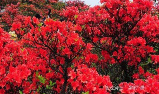 为什么杜鹃花是深圳的市花（为什么深圳市的市花是簕杜鹃）