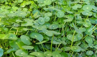 金钱草几月份开花开什么样的花（金钱草几月份生长）