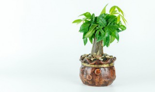 领导办公室放什么盆栽 领导办公室放什么盆栽好