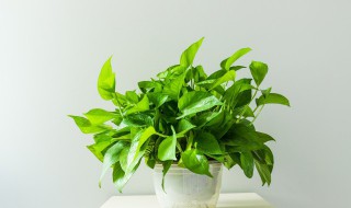 盆栽绿萝怎么修剪(绿萝该怎么修剪)