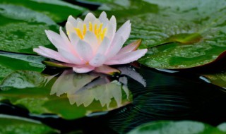 我国以莲花为市花的有什么市啊 我国的市花是什么花