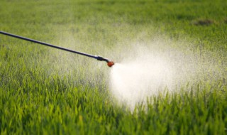 除草剂下雨前能打吗（除草剂下雨后能打吗）