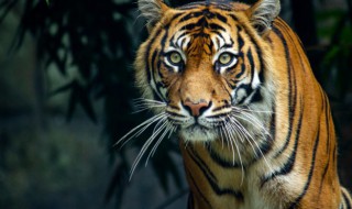 老虎抓到一头鹿有什么启示（老虎抓到一头鹿,狐狸来了）