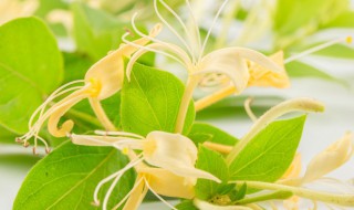 盆栽金银花冬天能在室内养吗（金银花能在室内养么）