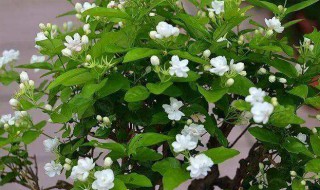 为什么将茉莉花作为福州市花 茉莉花是福建