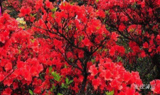 杜鹃花放哪里好（杜鹃花放在家里哪个位置好）