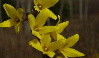 连翘怎么读(连翘是什么意思)