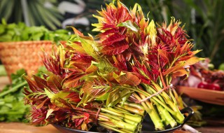 怎么保存新鲜香椿芽 香椿芽怎样保存最新鲜