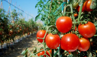 番茄怎么保存时间长新鲜（黄瓜怎么保存时间长新鲜）