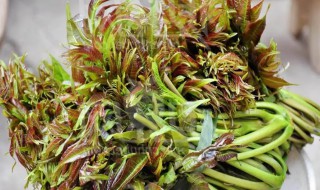 椿芽怎么可以长期保存（椿芽怎么保鲜）