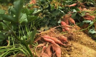 夏天红薯常温下可以放多久 红薯常温下可以放几天