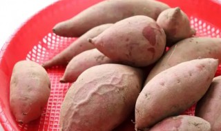 夏天红薯要放冰箱吗（夏天红薯能放冰箱吗）