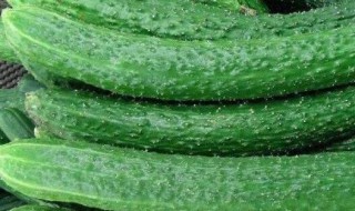 黄瓜常温下可以放多久（水果黄瓜常温下可以放多久）