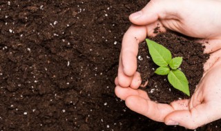 为什么土壤会有各种颜色 土壤有些什么颜色