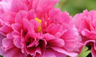 牡丹种多久开花 牡丹种子几年开花