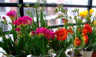 春天3月能种植香雪兰种球吗（香雪兰春天可以种吗）