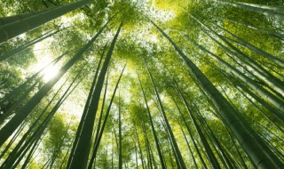 请问南方适合种植什么竹子 适合南方种植的竹子