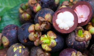 南方适合种植山竹吗（山竹南方种植的条件）