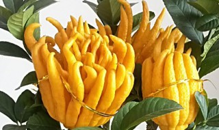 佛手植物盆栽种植方法 花卉佛手种植方法