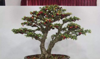 盆栽樱桃树的种植方法 盆栽樱桃树怎么种植