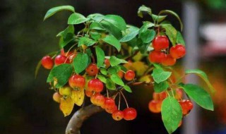 樱桃盆栽种植方法 樱桃盆栽种植方法视频教程