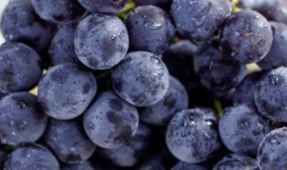 葡萄种子盆栽种植方法(盆栽葡萄种植的方法)