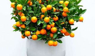 小金桔盆栽种植方法 小金桔盆栽种植方法和注意事项