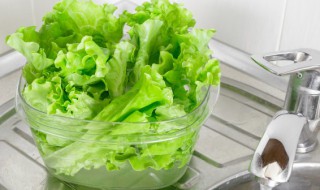 盆栽生菜的种植方法(生菜的种植方法?)