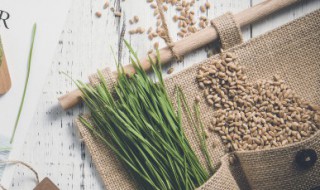 小麦盆栽种植方法 盆栽小麦苗的方法