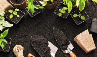 盆栽人心果的种植方法 盆栽人心果种植方法和技巧