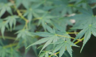 盆栽枫树种植方法（枫树盆景种植方法）