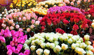 水果种子盆栽种植方法 水果盆栽种植方法大全